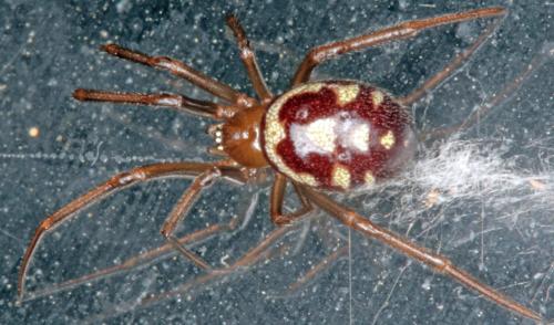 Steatoda grossa